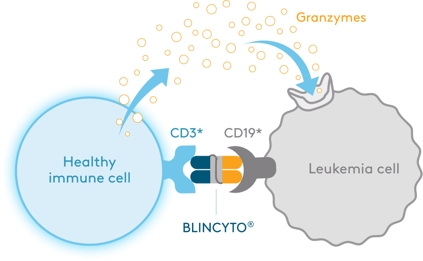 diagram of BLINCYTO® connecting immune and leukemia cells to help the immune cell kill the cancer cell